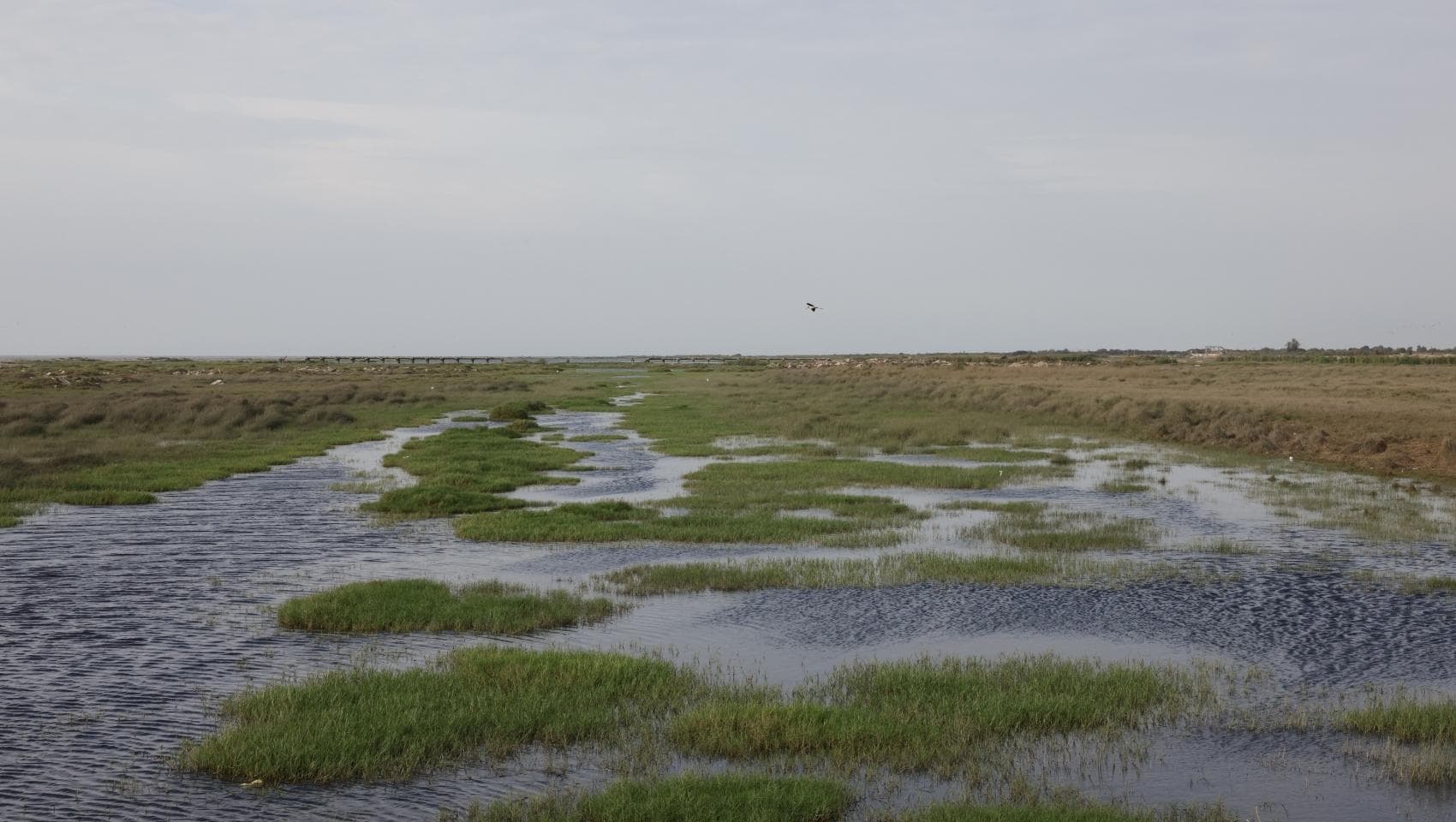 Caminata en Humedales de Pisco Playa